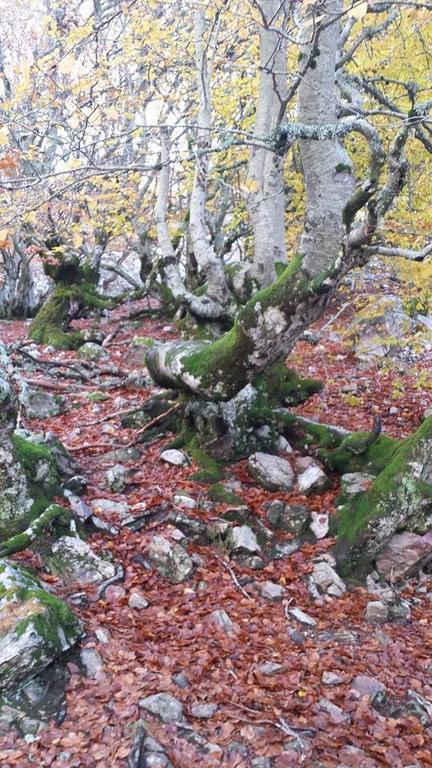 Apartamentos Monte Hernanz Riaza Dış mekan fotoğraf